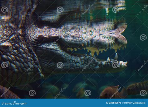 Close-up of the Open Mouth of a Crocodile Underwater Stock Photo ...