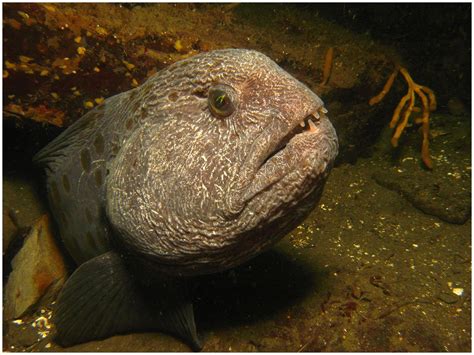 Wolf Eel - Mayne Island Conservancy