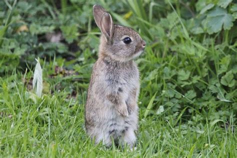 Animals and kids: Cute baby rabbits