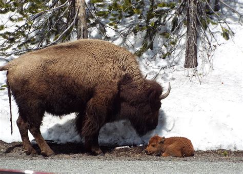 Bison Calf After Birth Photograph by Cindy Croal