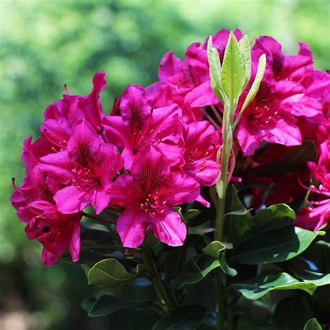 Red Rhododendrons for Sale | BrighterBlooms.com