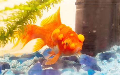 17 Goldfish Diseases: Medical Conditions You Should Know