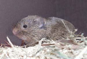 Microtus ochrogaster (Prairie vole)