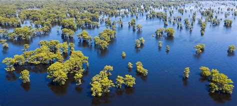 Atchafalaya Swamp - WorldAtlas