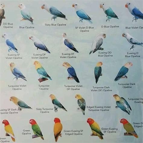 Pin by Patricia Brossette on Birds in 2023 | Love birds pet, Types of pet birds, African lovebirds