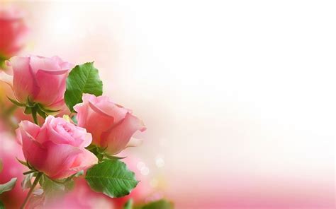 Free download flowers art roses love romance pink leaves mood wallpaper ...