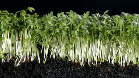 Garden cress for culinary seasoning and as a medicinal herb | Britannica