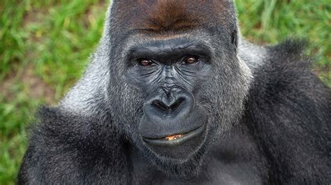 Gorilla | San Diego Zoo Animals & Plants