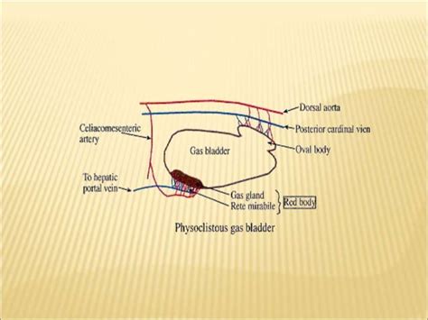 Swim bladder general organization and circulation and function