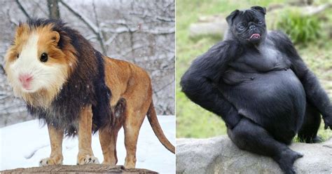 20 Hilarious Animal Hybrids That'll Make You Look Twice