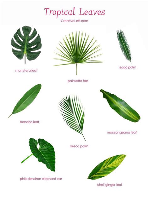 types of green leaves for floral arrangements | Tropical flower ...