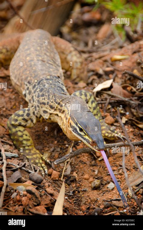 Sand goanna hi-res stock photography and images - Alamy