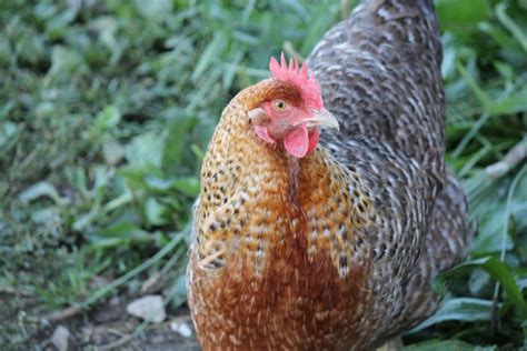 Bielefelder | Breeds, Chickens backyard, Chickens