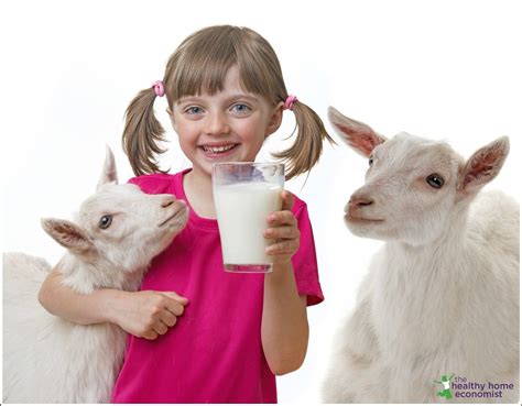 Goat Milk at Best Price in India