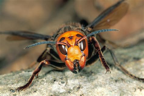 More research needed on giant Asian hornet (aka the 'Murder hornet') says local expert - Guelph News