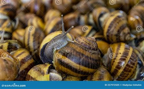 Snail Farm Helix Aspersa Muller, Maxima Snail, Organic Farming, Restaurant Delicacy. Cultivation ...