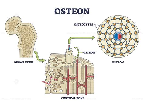 Osteon or haversian system with compact bone structure outline diagram in 2022 | Outline ...