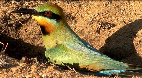 Male Rainbow bee-eater at nesting hole | My brother loves bi… | Flickr