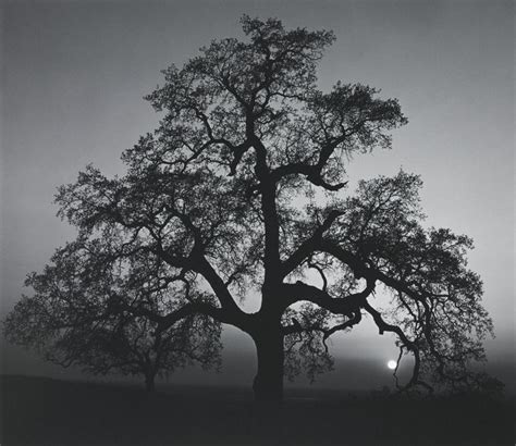 ANSEL ADAMS 'OAK TREE, SUNSET CITY, SIERRA FOOTHILLS, CALIFORNIA ...