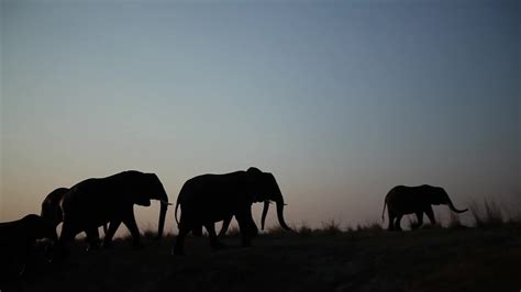 A silhouette of herd of elephants walking in the veld . Stock Footage # ...