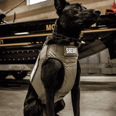 Agile Canine Vest - Armor Exchange