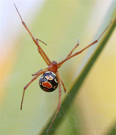 FNAI News & Notes: Species in Focus: Florida’s Red Widow Spider