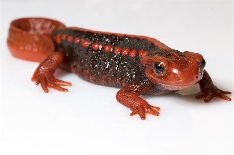 Smithsonian Scientists Find Deadly Pathogen Not Present in Pet Salamanders in the United States ...