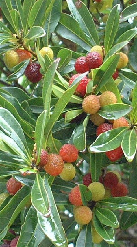 ~YUMBERRY~ Myrica rubra RED BAYBERRY China STRAWBERRY TREE Morella ...