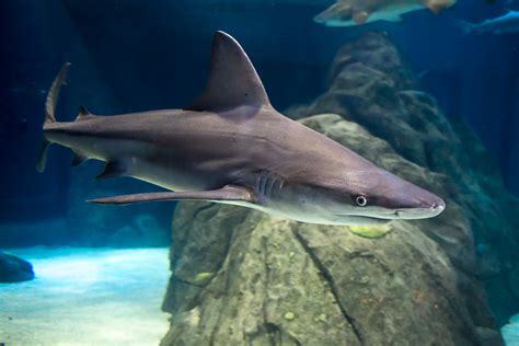 Photos at the Aquarium: Tips and Tricks | SIGMA Blog