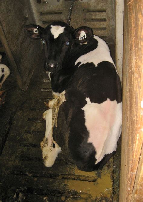 This Is How Veal Is Made At One Canadian 'Farm'. Prepare To Be Shocked (With images) | Mercy for ...