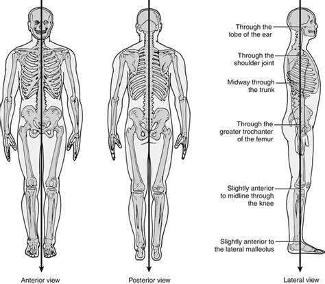 Functional Anatomy | Musculoskeletal Key