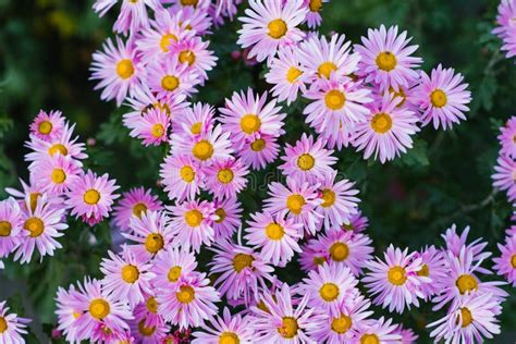 Pink Purple Chrysanthemums Bloom in the Autumn Garden Stock Photo - Image of gardening, botany ...