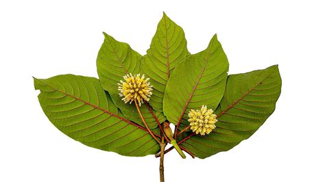 The Truth About Kratom: Addiction and Side Effects