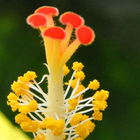 Hibiscus macro showing Gynoecium and Androecium | P. L. Tandon | Flickr