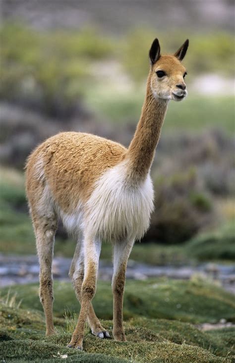 Vicuna (Vicugna vicugna) - a photo on Flickriver