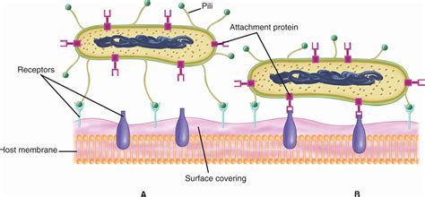 22 Pathogenesis of Bacterial Infections | Basicmedical Key