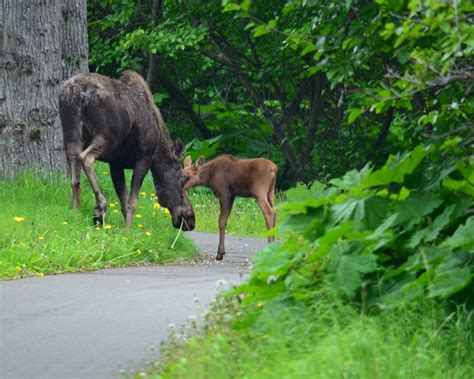 THE 15 BEST Things to Do in Anchorage (2024) - Must-See Attractions