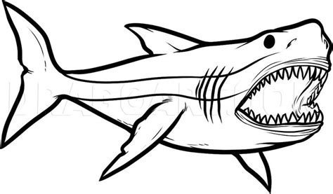Megalodon Jaw Drawing