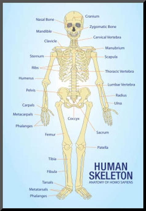 Skeleton Anatomy Printable | Anatomy Worksheets
