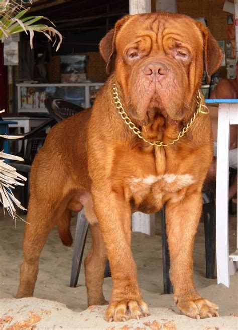 Dogue de Bordeaux (French Mastiff) Puppies for Sale(Maria Matyukhina-Inwood 1)(3252) | Dogs for ...