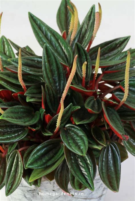 Peperomia Plant - How Did Radiator Plants Become the Best? Find Out. - Home Gardeners