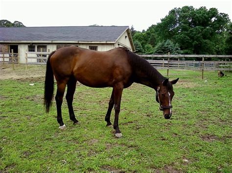 Pets: THOROUGHBRED