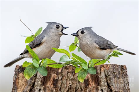 Tufted Titmice Photograph by Bonnie Barry - Fine Art America