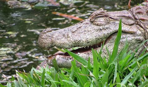 Broad-Snouted Caiman Caiman Latirostris Lurking on Swampy Wate Stock Image - Image of america ...