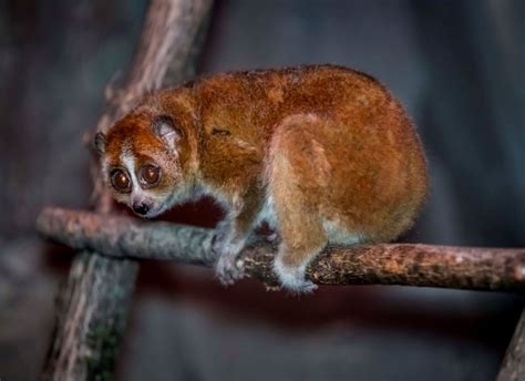 Pygmy Slow Loris - Milwaukee County Zoo