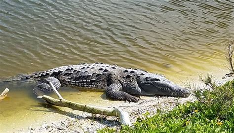 Rare American crocodile makes itself known on Florida golf course