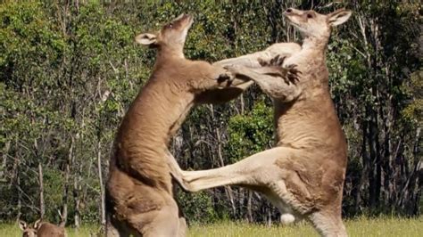 Filming The Kangaroo Boxing Fight | Wild Stories | BBC Earth - YouTube