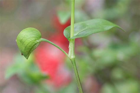 Asiatic (common) dayflower - Commelina communis - Plant & Pest Diagnostics