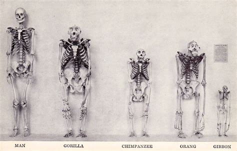 Comparison of human skeleton with other primate skeletons ...