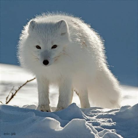 testclod: Le renard polaire